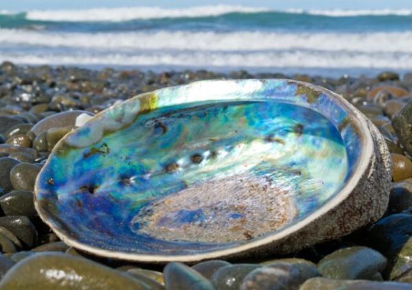 ساخت شیشه نشکن برای گوشی های آینده با الهام از صدف دریایی
