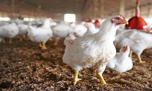 ظرفیت فراوری گوشت مرغ در سیستان و بلوچستان به بیش از 47 هزار تن افزایش یافت